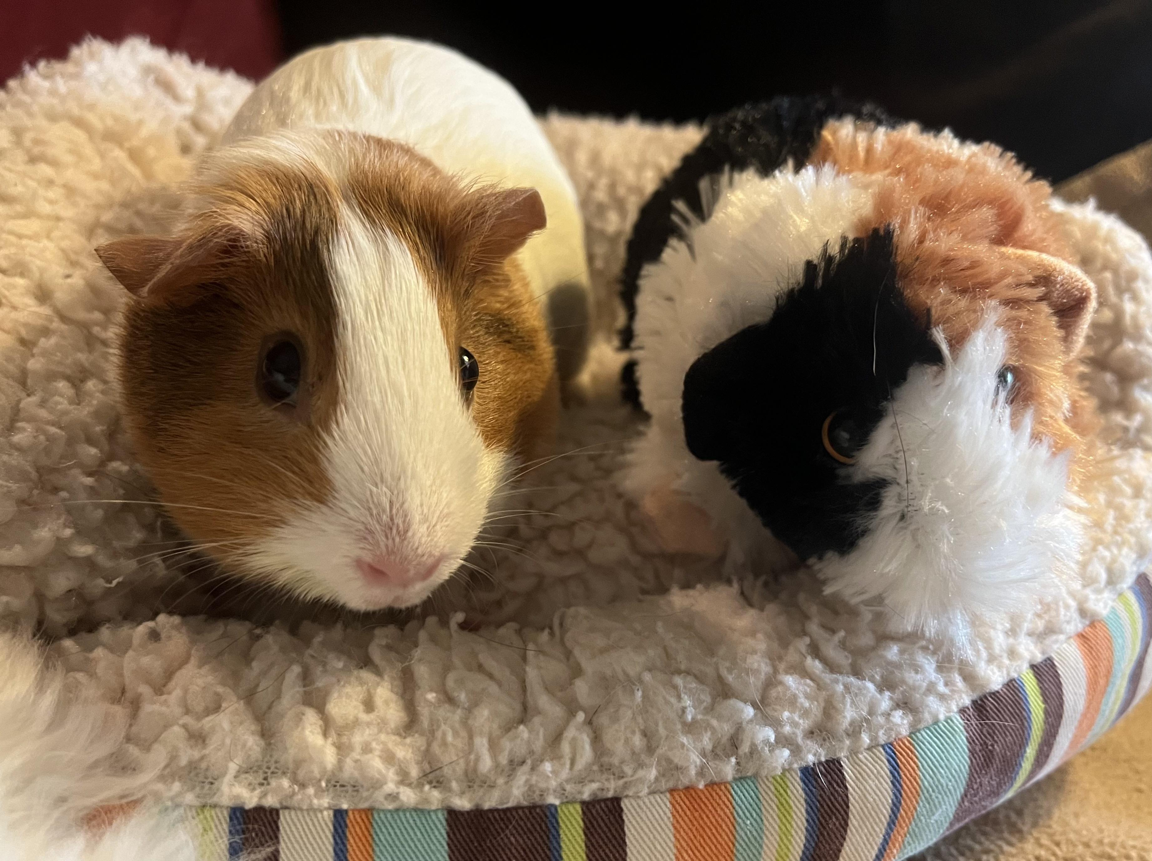 Enlarge Cinnabon, an adoptable Guinea Pig in Austin, TX image 2/5