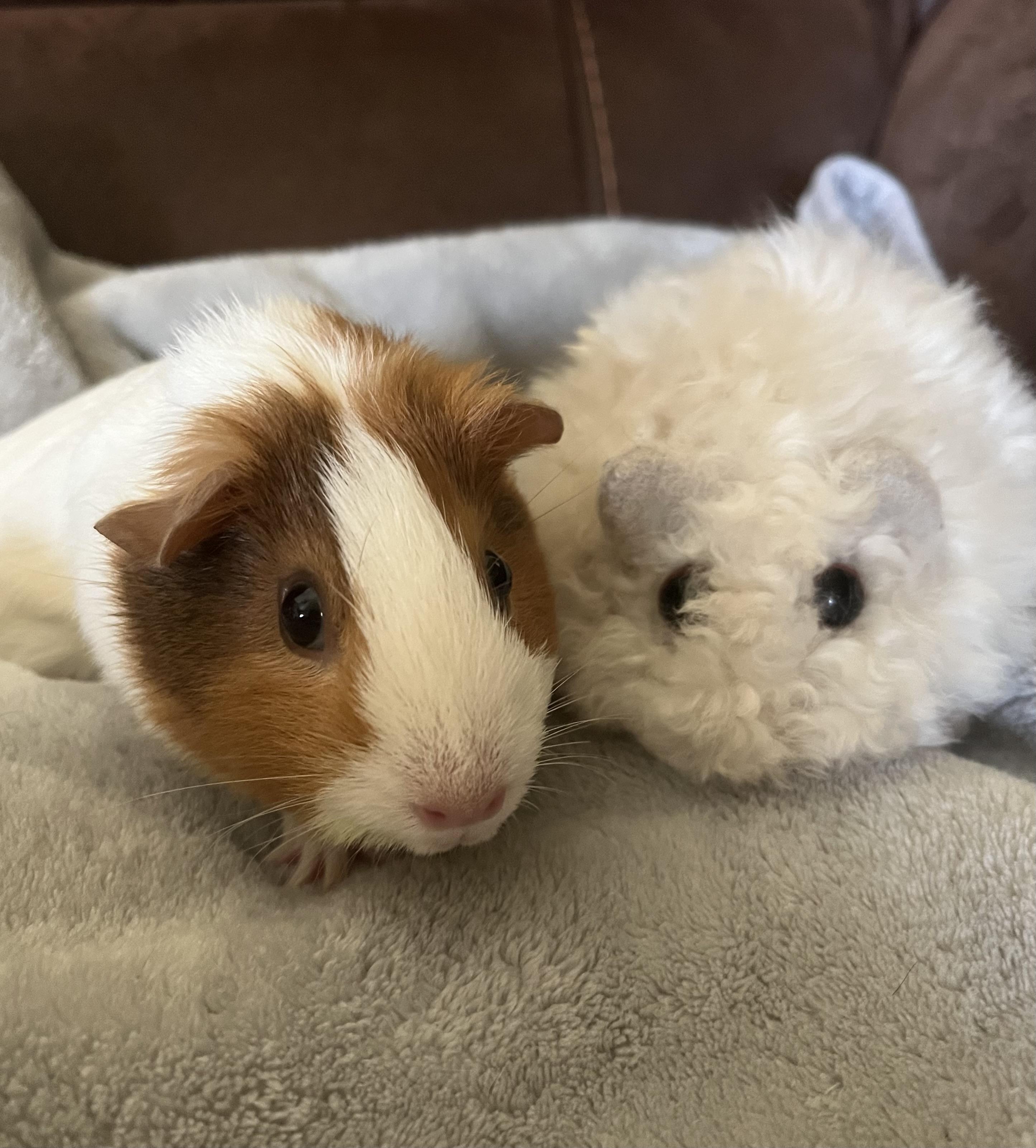 Enlarge Cinnabon, an adoptable Guinea Pig in Austin, TX image 1/5