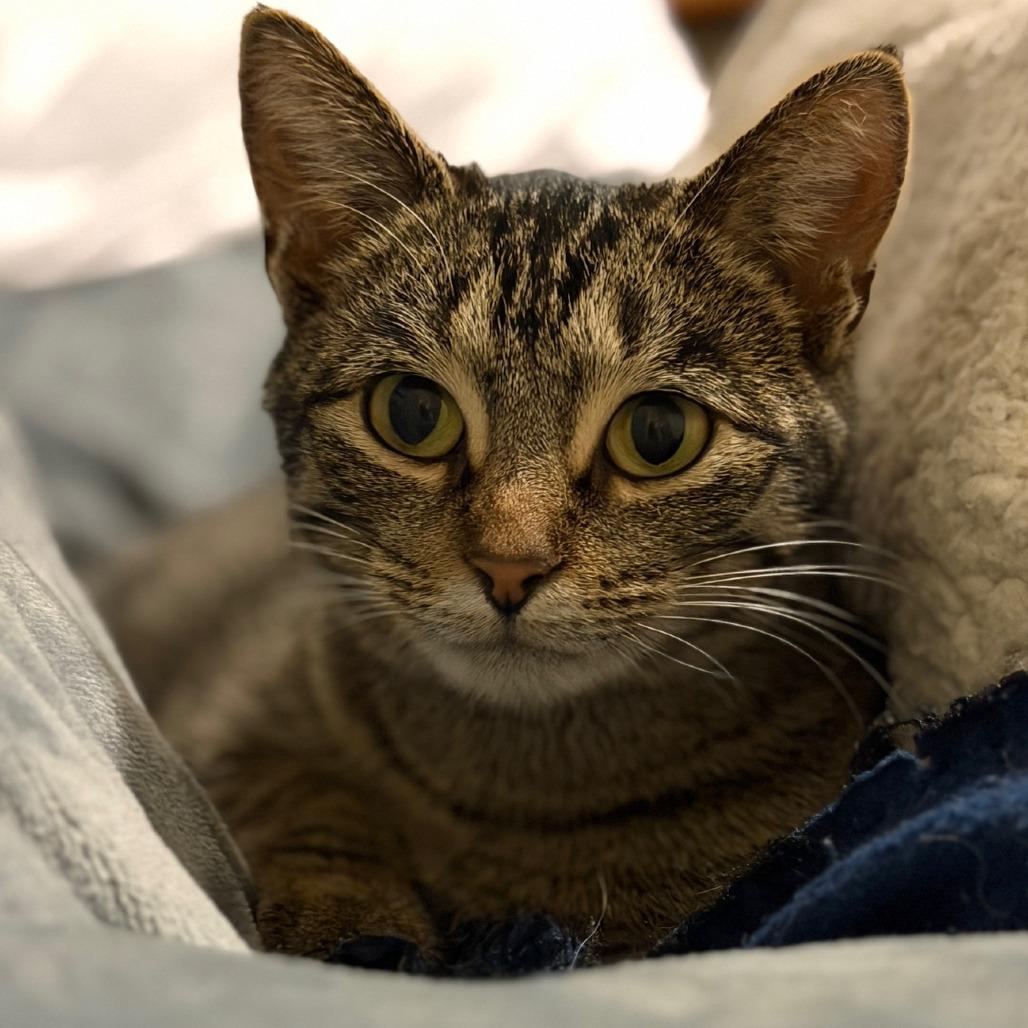 Baby, Adoptable, Young Female Domestic Short Hair.