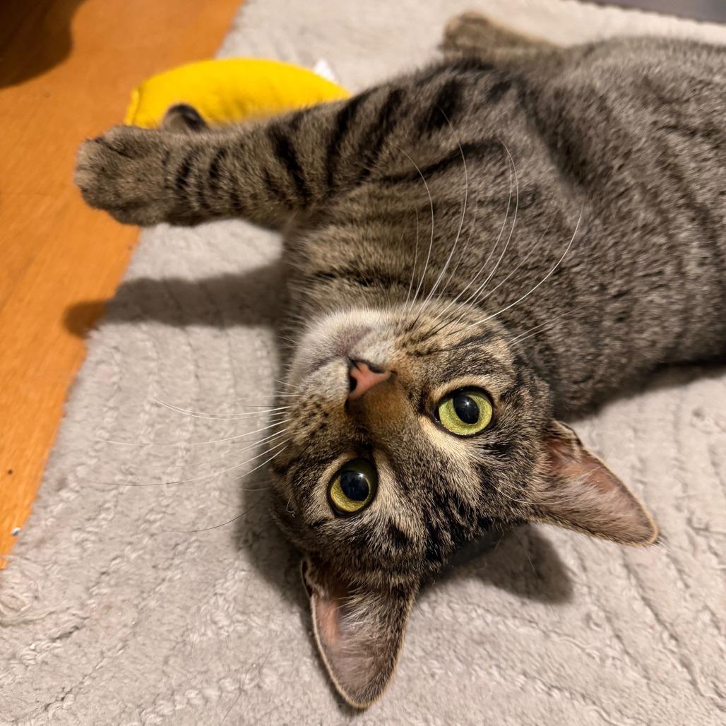 Baby, a Adoptable Domestic Short Hair in Normal, IL image 2/6