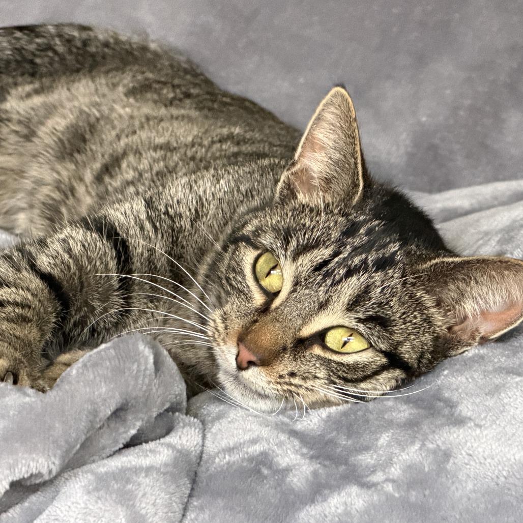Baby, a Adoptable Domestic Short Hair in Normal, IL image 3/6