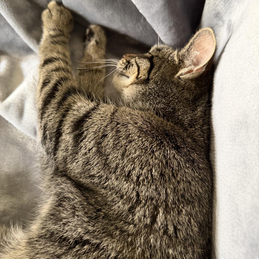 Baby, a Adoptable Domestic Short Hair in Normal, IL image 5/6