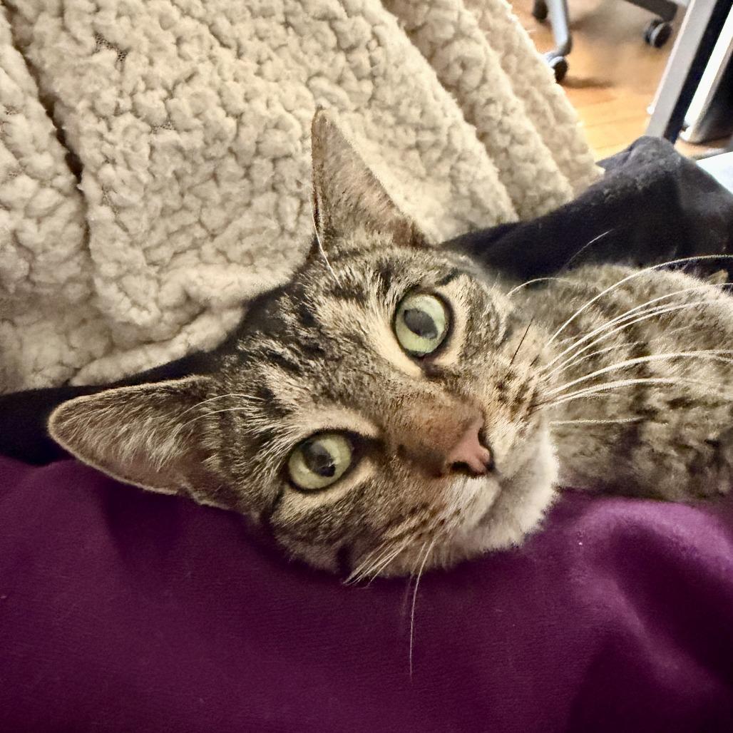 Baby, a Adoptable Domestic Short Hair in Normal, IL image 6/6