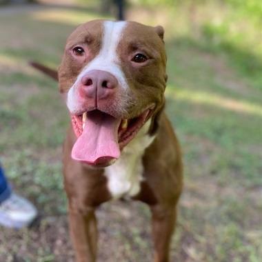 Enlarge Rooster, a Adoptable Mixed Breed in Jacksonville, FL image 1/3