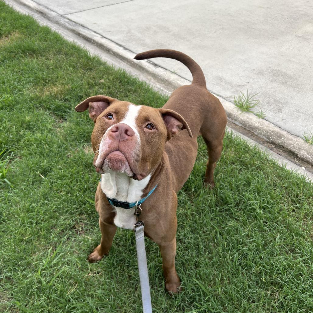 Rooster, a Adoptable Mixed Breed in Jacksonville, FL image 2/6