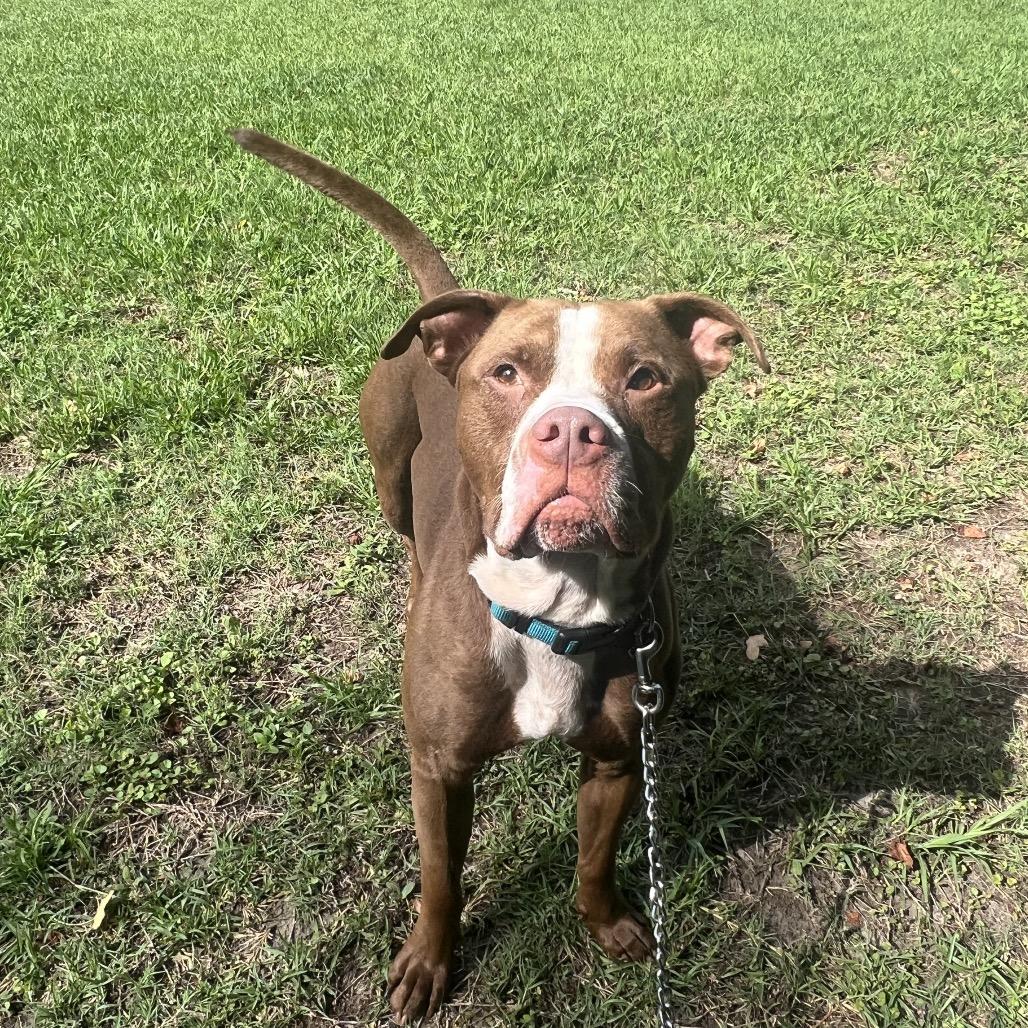 Rooster, a Adoptable Mixed Breed in Jacksonville, FL image 3/6