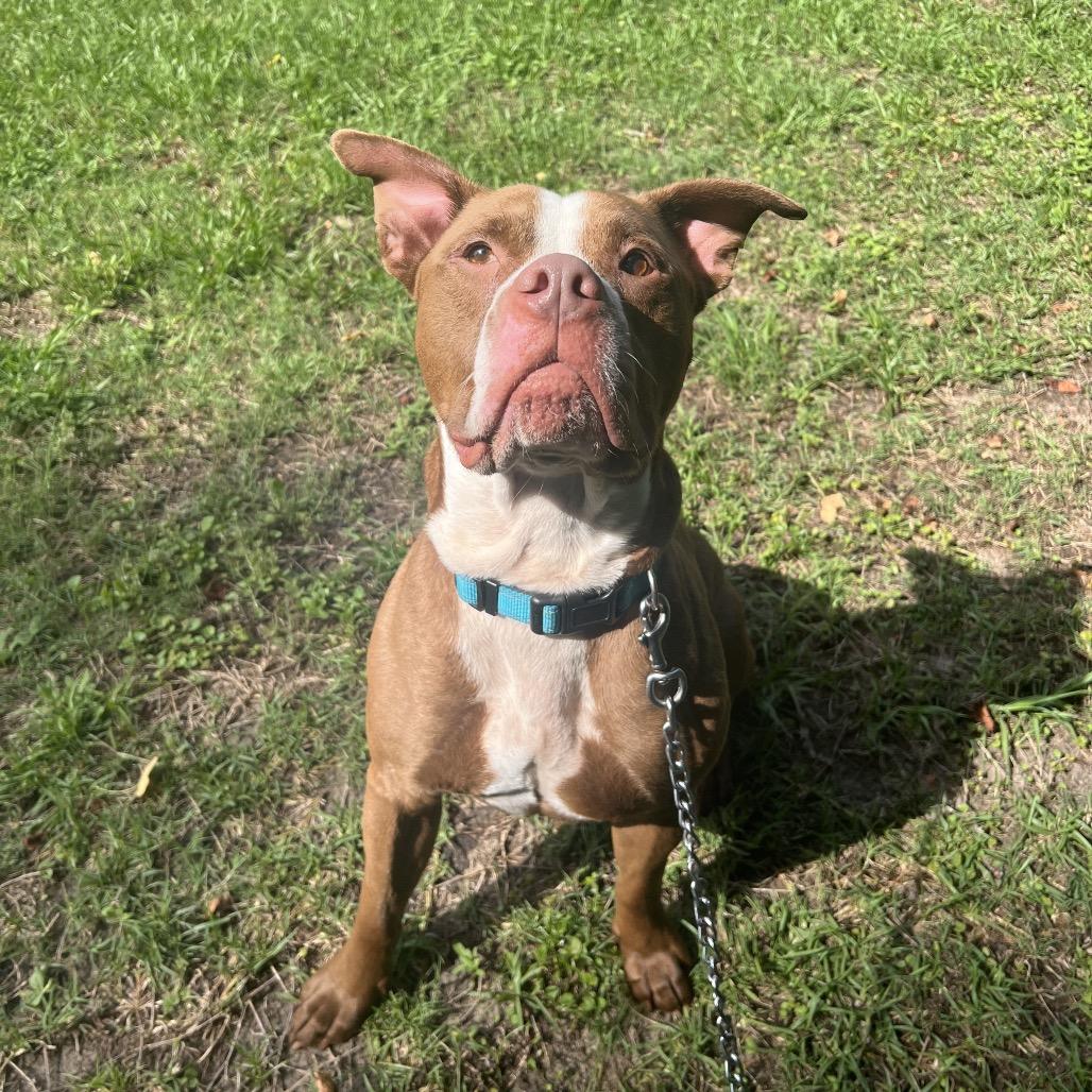 Rooster, a Adoptable Mixed Breed in Jacksonville, FL image 4/6