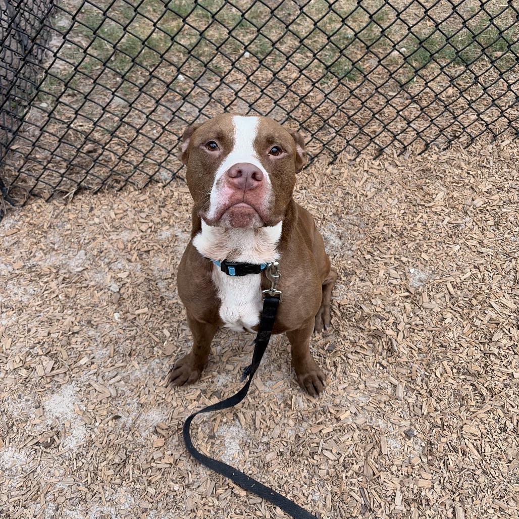 Enlarge Rooster, a Adoptable Mixed Breed in Jacksonville, FL image 2/3