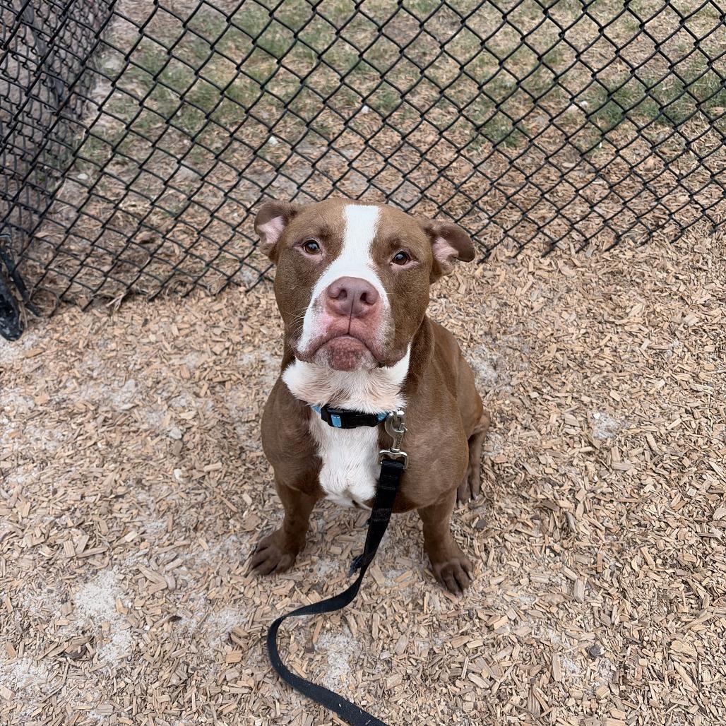 Enlarge Rooster, a Adoptable Mixed Breed in Jacksonville, FL image 3/3