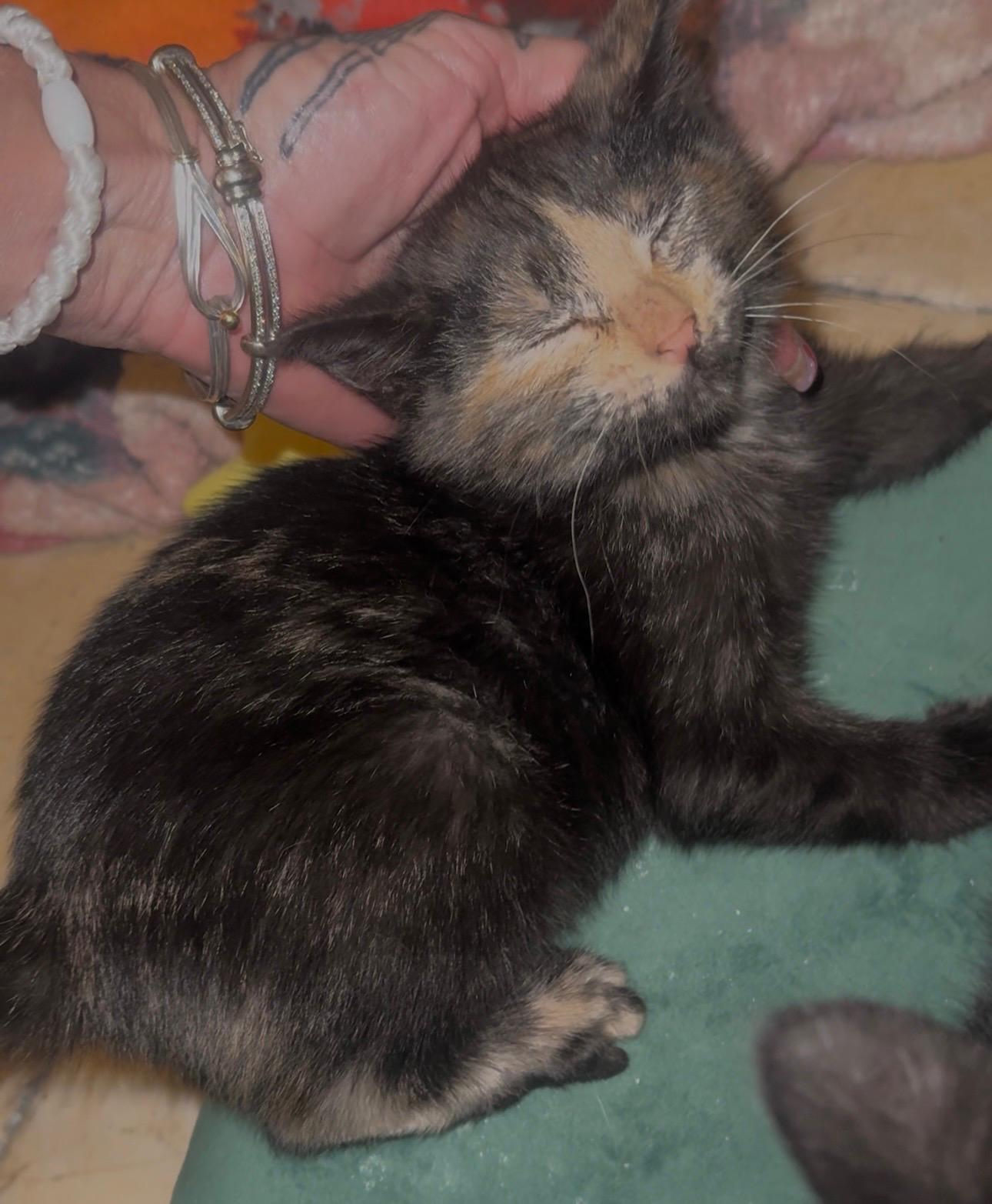 Enlarge Cupid, an adopted Tortoiseshell in Palm City, FL image 2/4