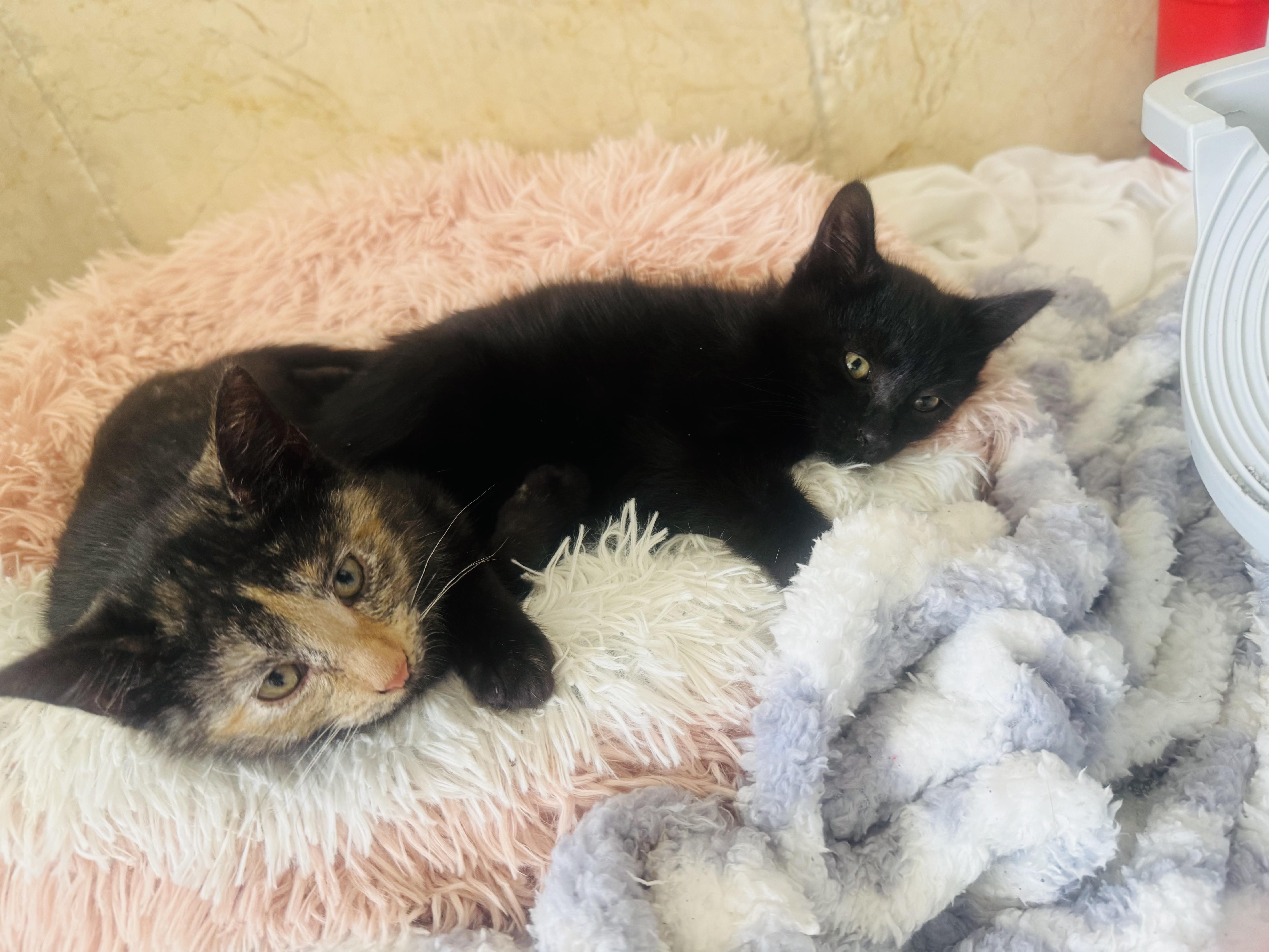 Enlarge Cupid, an adopted Tortoiseshell in Palm City, FL image 3/4