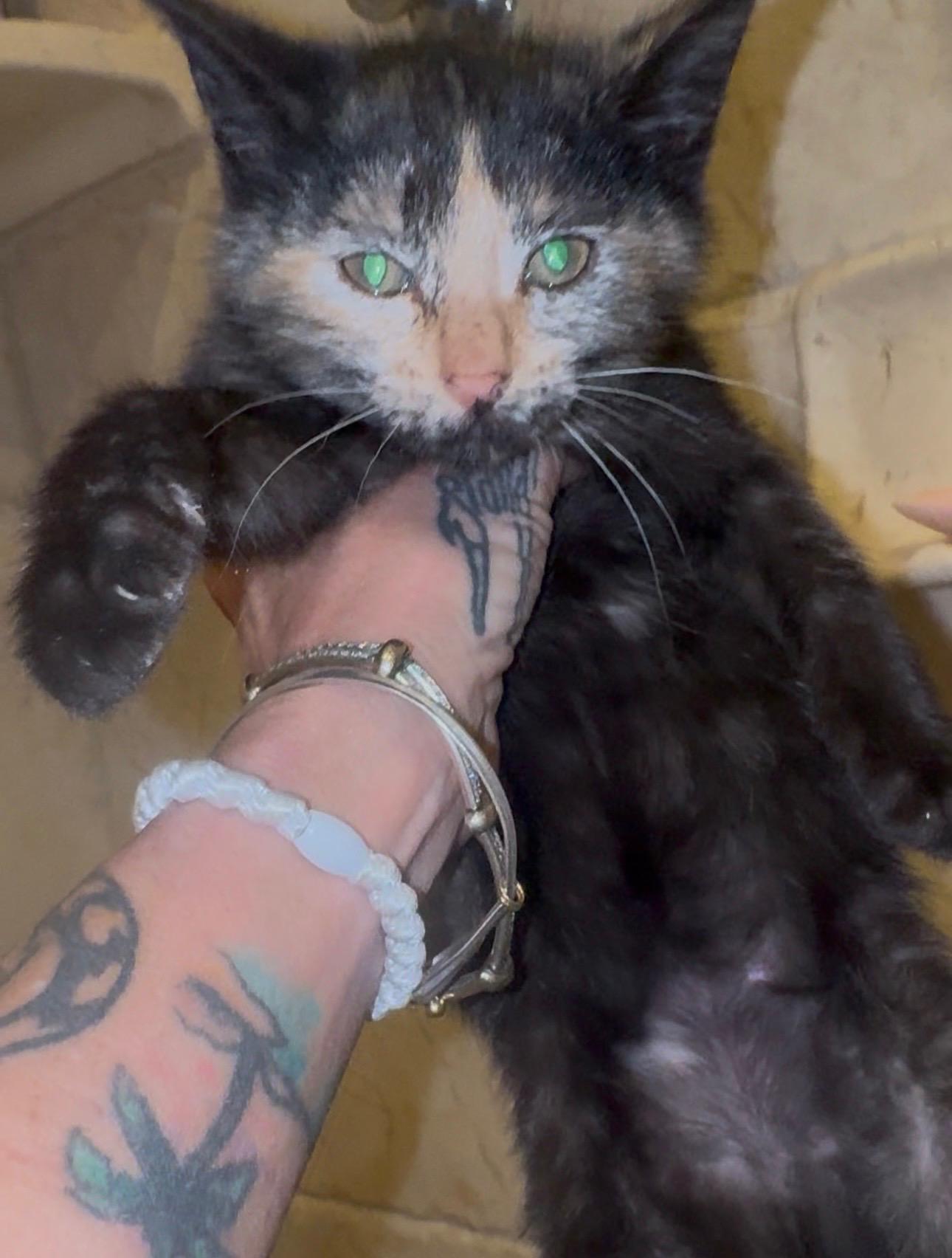 Cupid, adopted, Kitten Female Tortoiseshell.