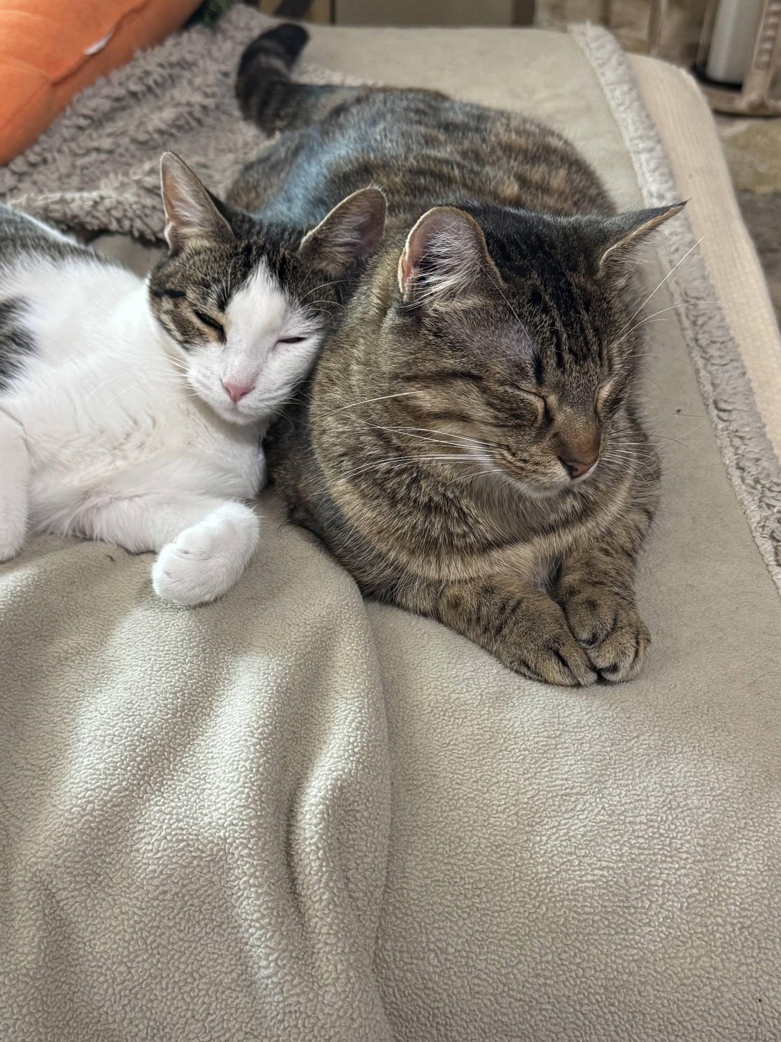 Enlarge Olive & Abbey, a Adoptable Tabby in Midlothian, TX image 4/6