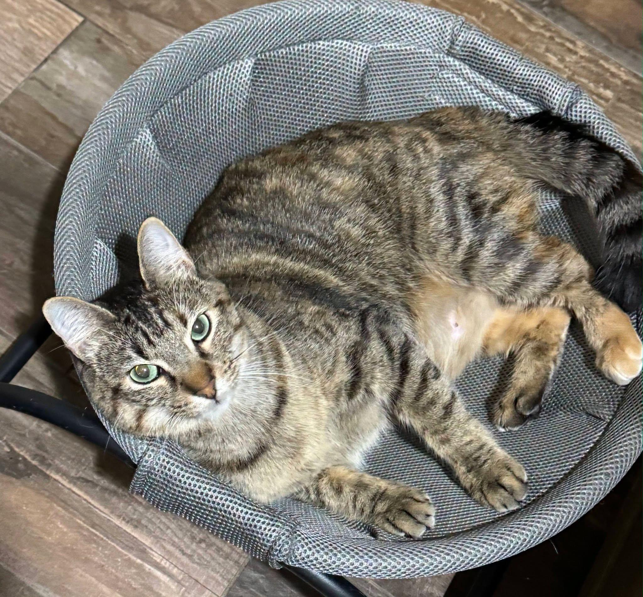 Enlarge Olive & Abbey, a Adoptable Tabby in Midlothian, TX image 5/6