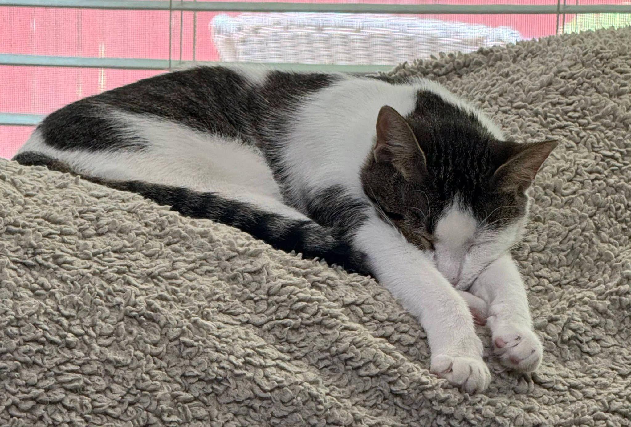 Enlarge Olive & Abbey, a Adoptable Tabby in Midlothian, TX image 6/6
