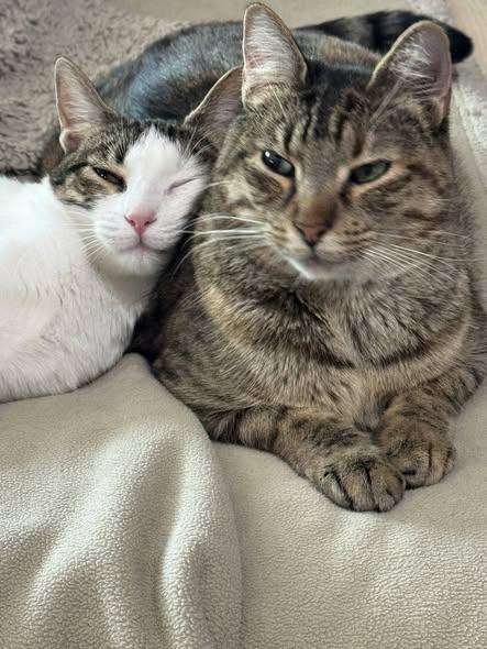 Enlarge Olive & Abbey, a Adoptable Tabby in Midlothian, TX image 1/6