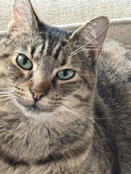 Enlarge Olive & Abbey, a Adoptable Tabby in Midlothian, TX image 2/6