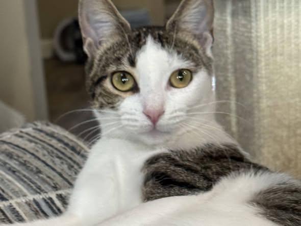 Enlarge Olive & Abbey, a Adoptable Tabby in Midlothian, TX image 3/6