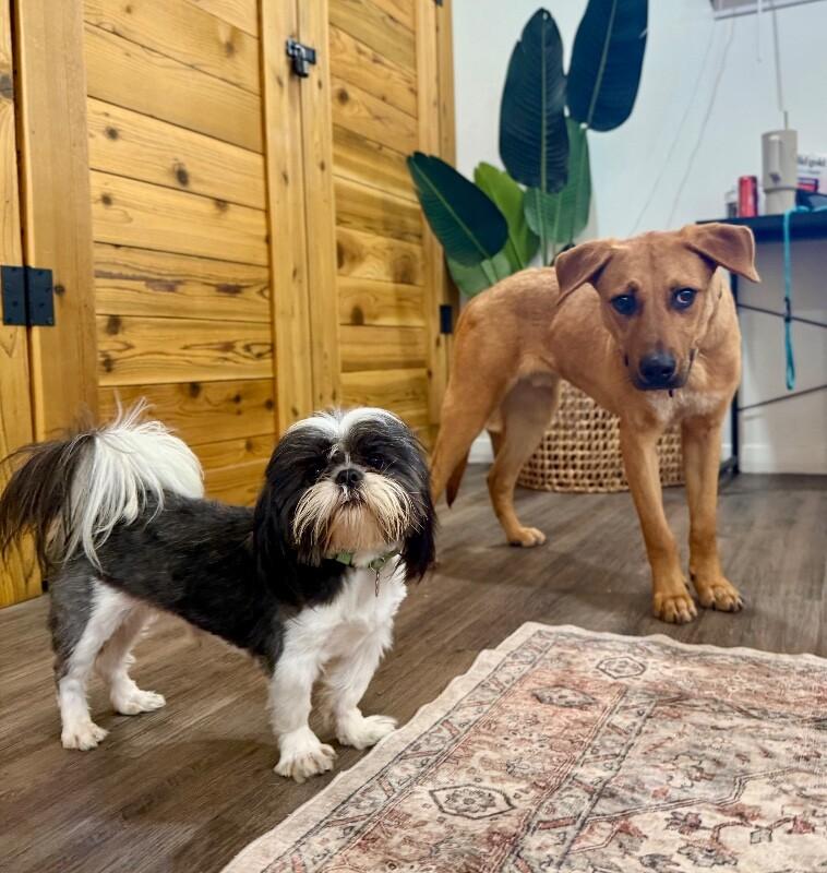 Buddy Hoverfluff The Tiny Bearded Heartthrob — thumbnail 2