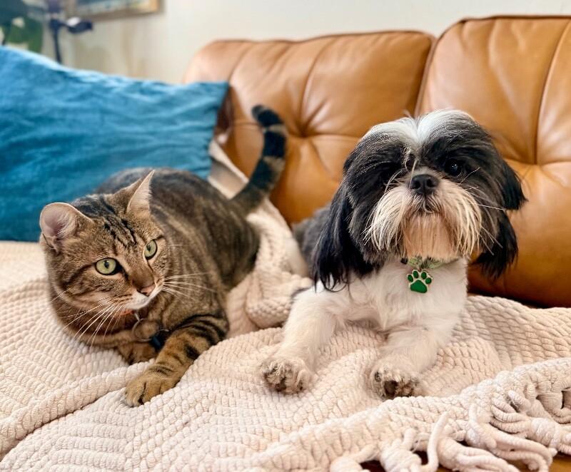 Buddy Hoverfluff The Tiny Bearded Heartthrob — thumbnail 3