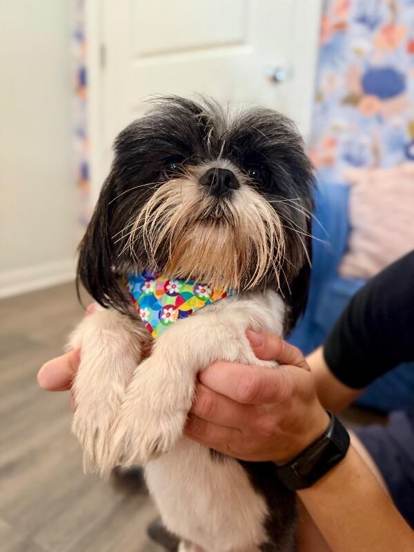 Buddy Hoverfluff The Tiny Bearded Heartthrob — thumbnail 4