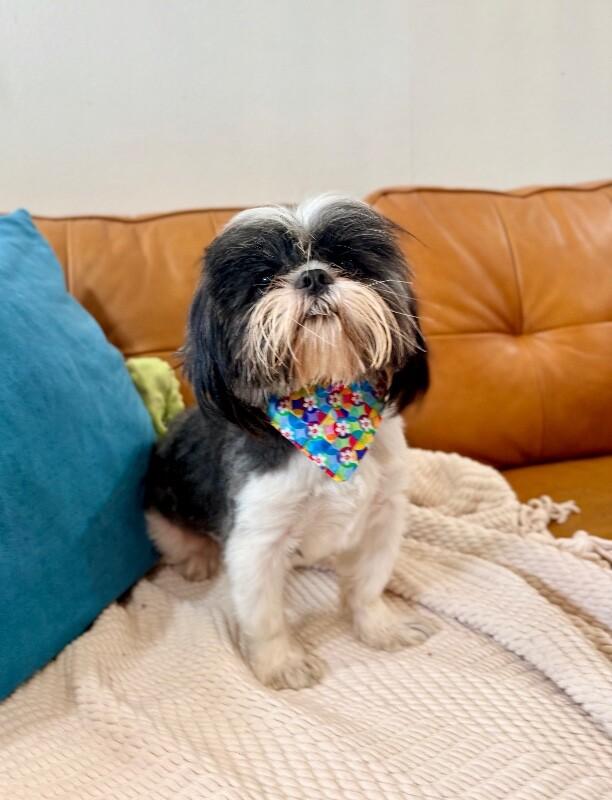 Buddy Hoverfluff The Tiny Bearded Heartthrob — thumbnail 5