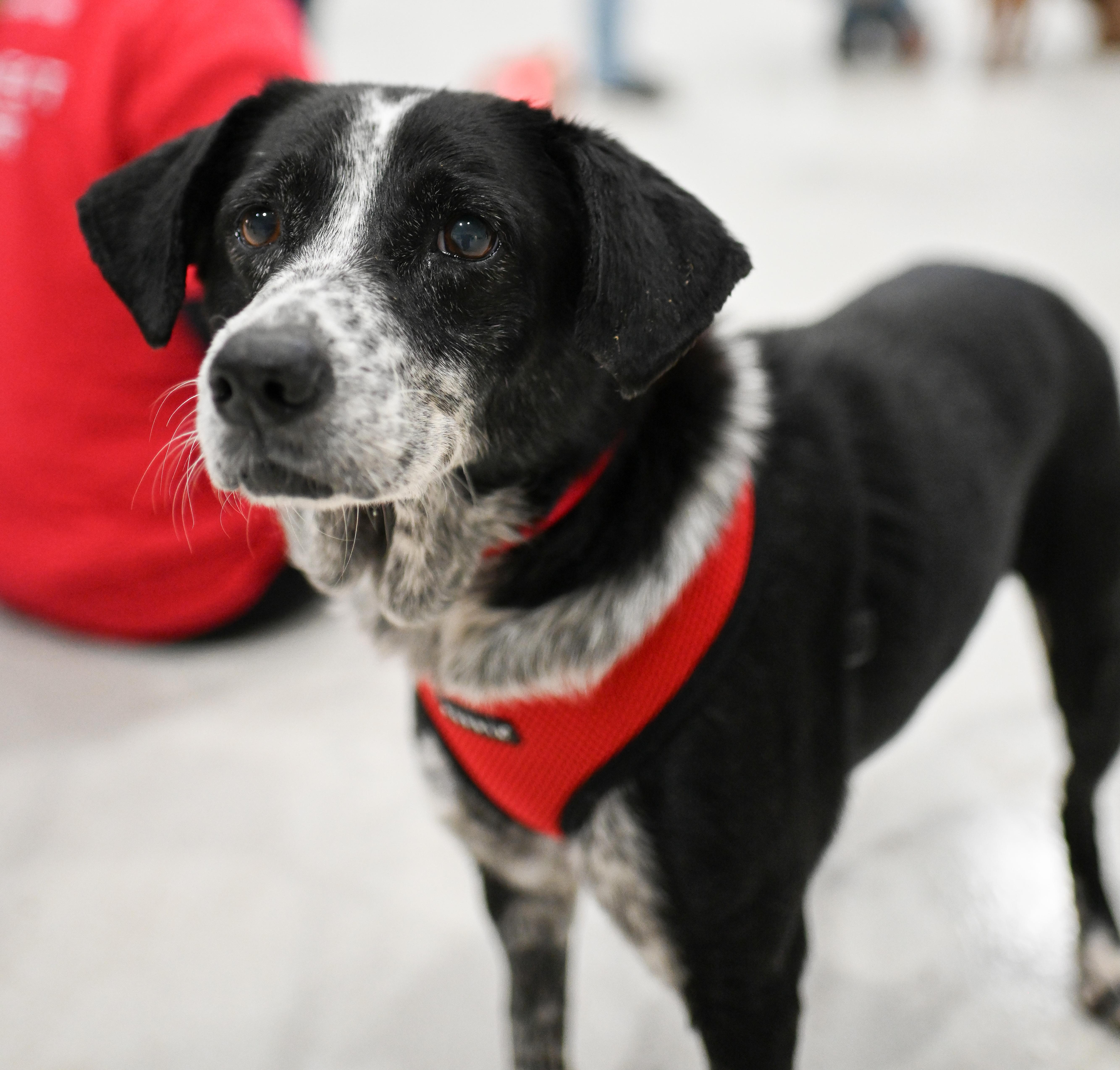 Enlarge Nala, a Adoptable Mixed Breed in Norwalk, CT image 2/5