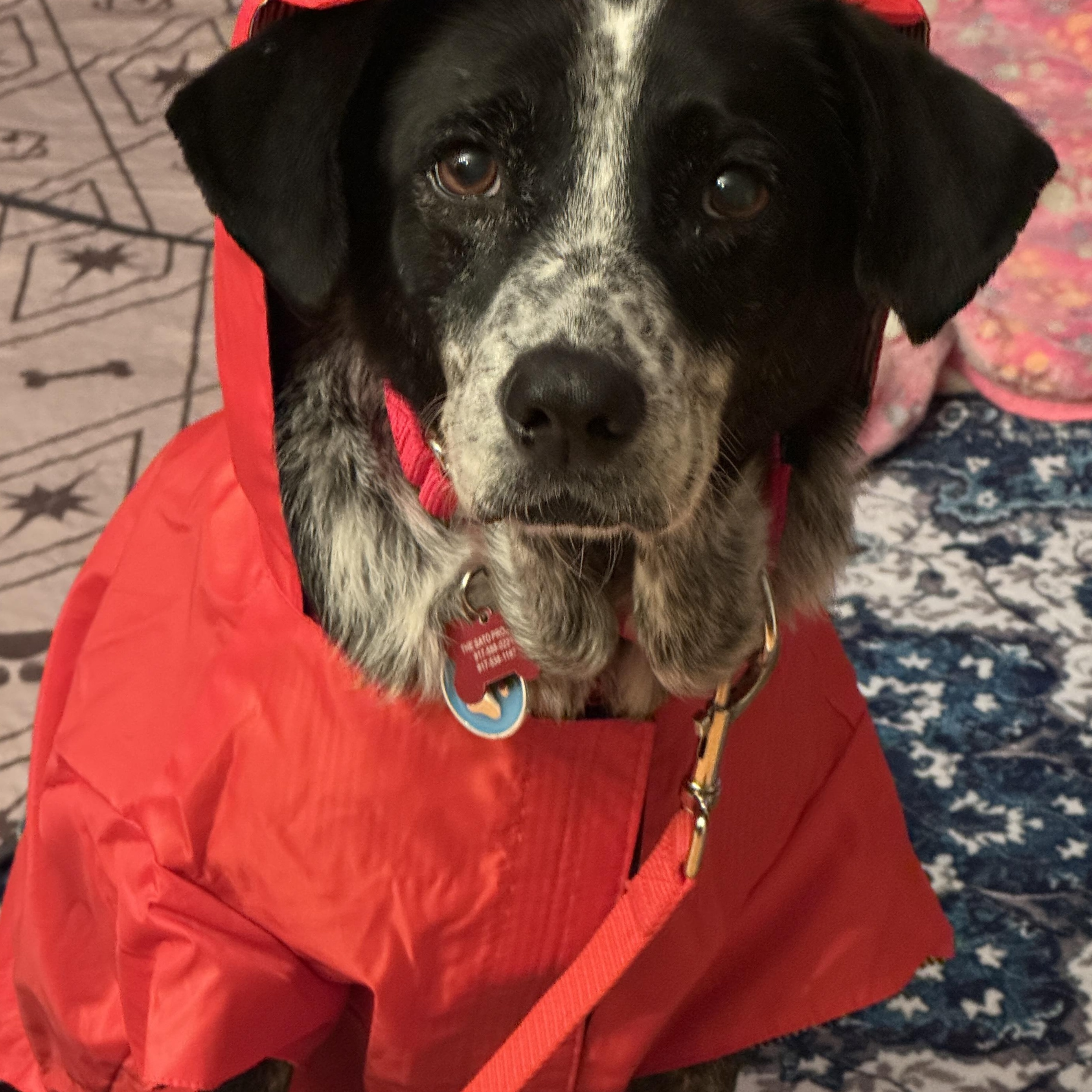 Enlarge Nala, a Adoptable Mixed Breed in Norwalk, CT image 4/5