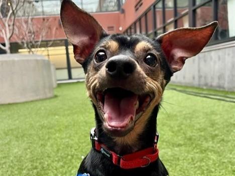 Enlarge WALTER, a Adoptable Dachshund in Palo Alto, CA image 1/1