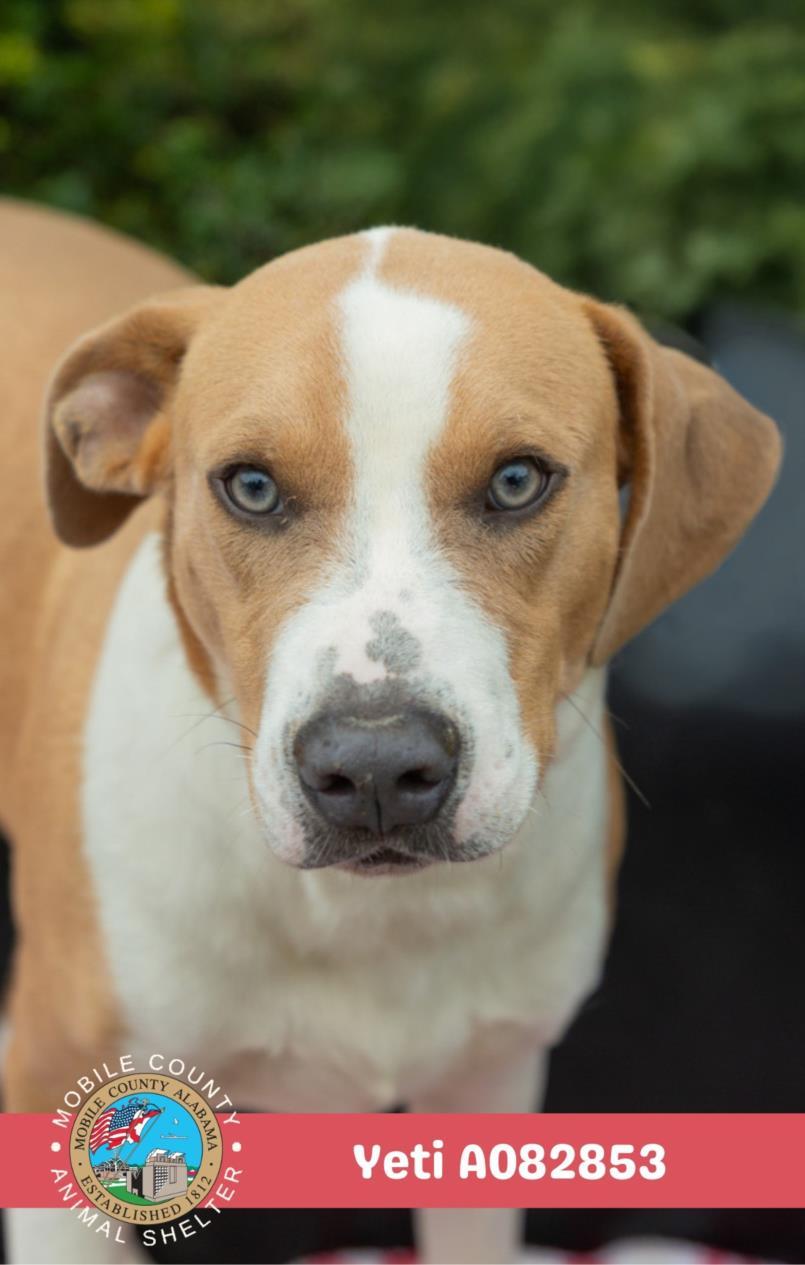 Enlarge YETI, a Adoptable mixed breed in Mobile, AL image 1/1