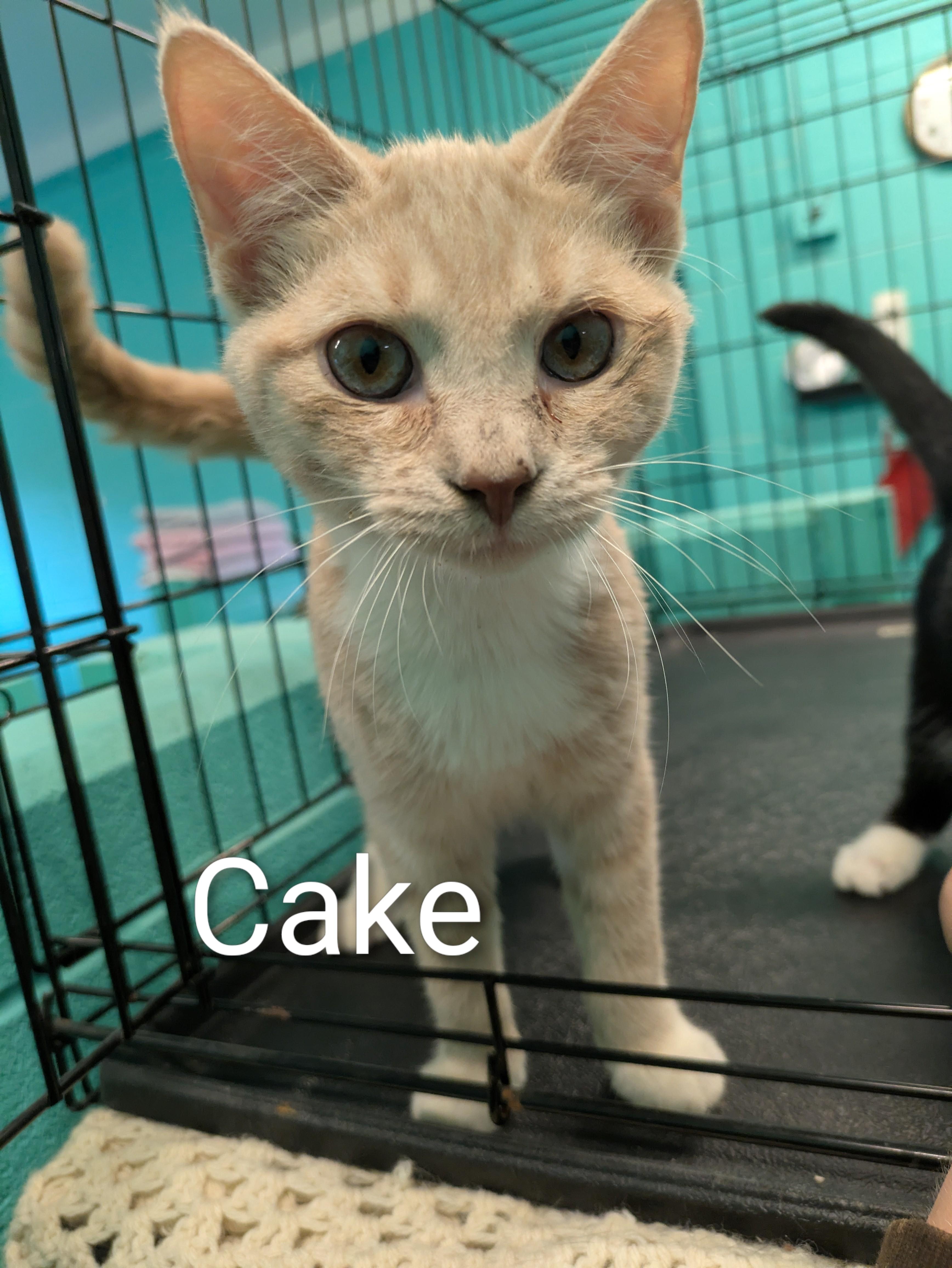Cake, Adoptable, Young Male Domestic Short Hair.