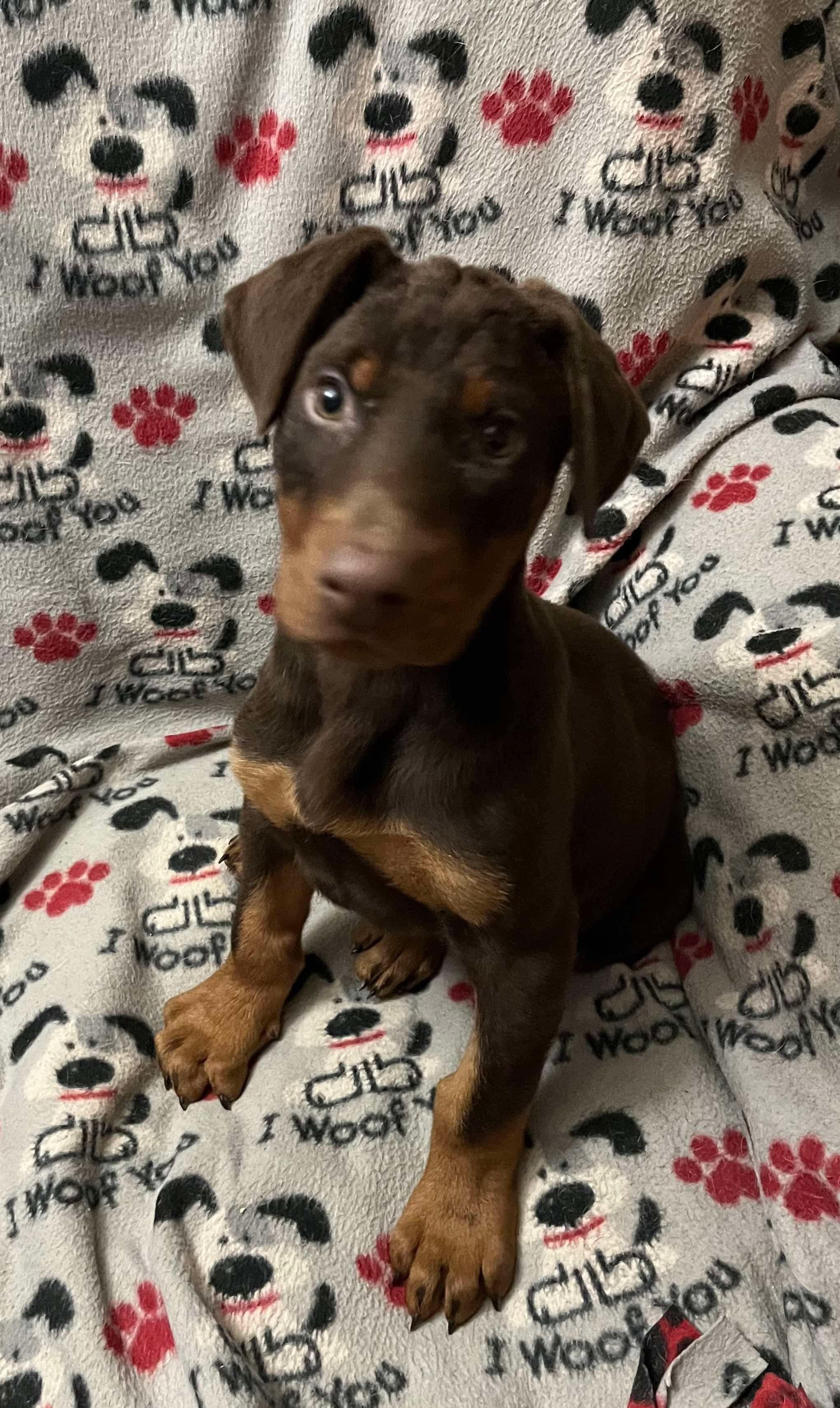 Enlarge Dante, an adopted Doberman Pinscher in St. Clairsville, OH image 2/3