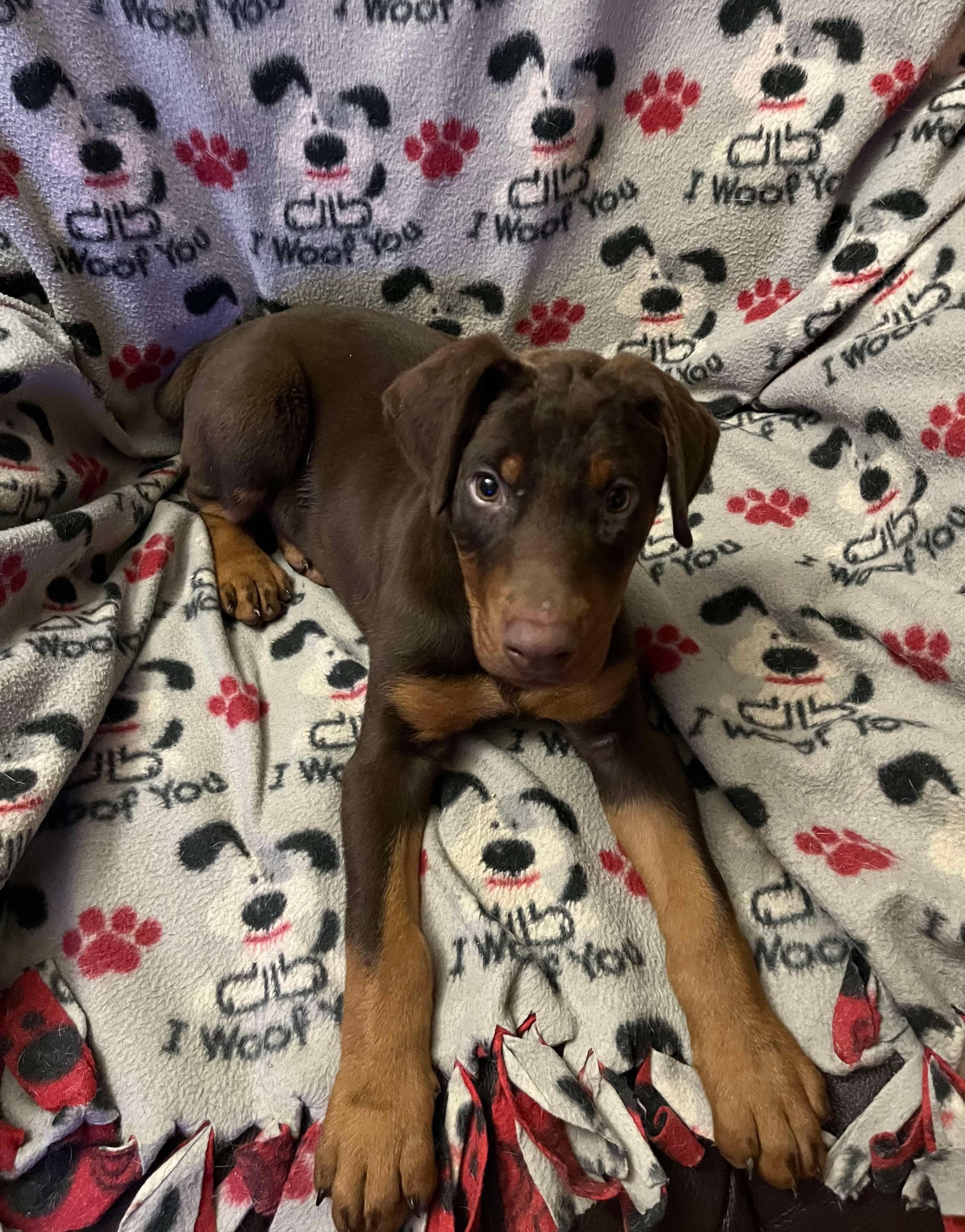 Dante, ADOPTABLE, Puppy Male Doberman Pinscher.