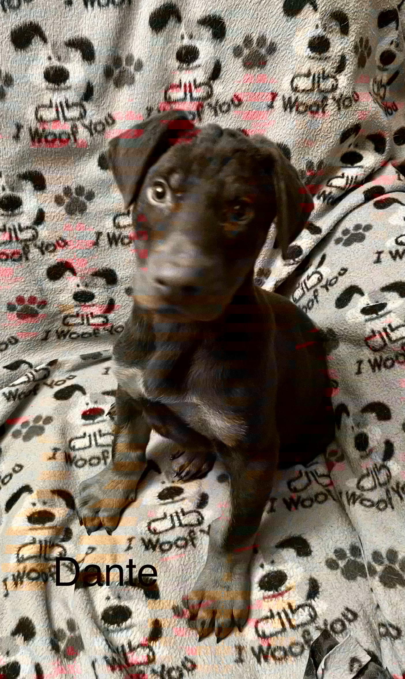 Dante, ADOPTABLE, Puppy Male Doberman Pinscher.