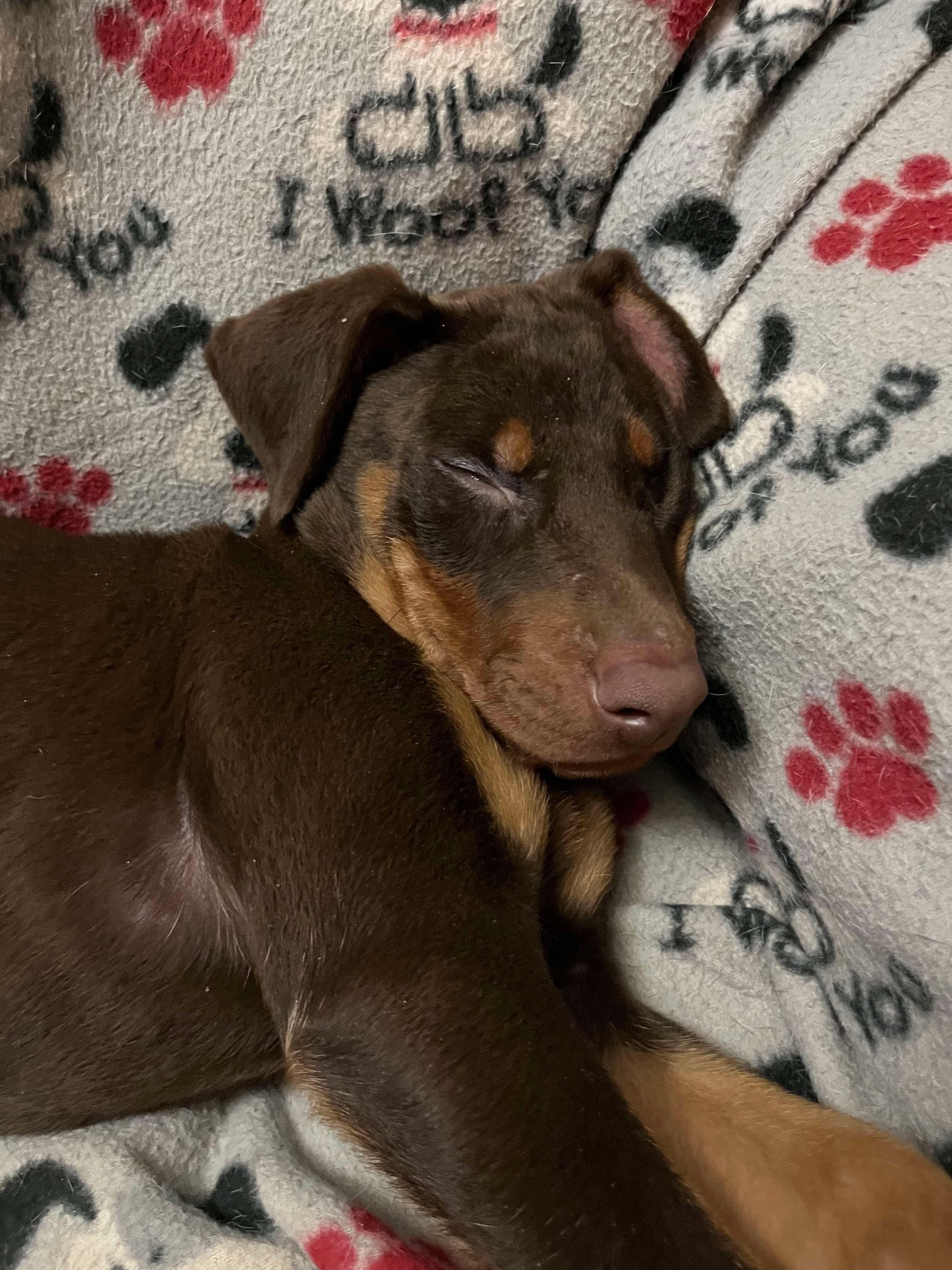 Enlarge Dante, an adopted Doberman Pinscher in St. Clairsville, OH image 3/3