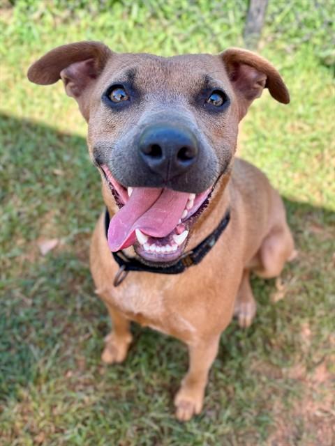 POMPEII, Adoptable, Young Female American Staffordshire Terrier.