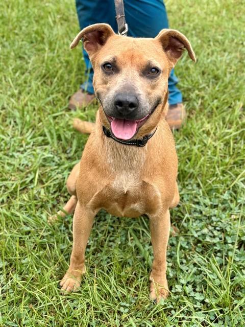 POMPEII, Adoptable, Young Female American Staffordshire Terrier.