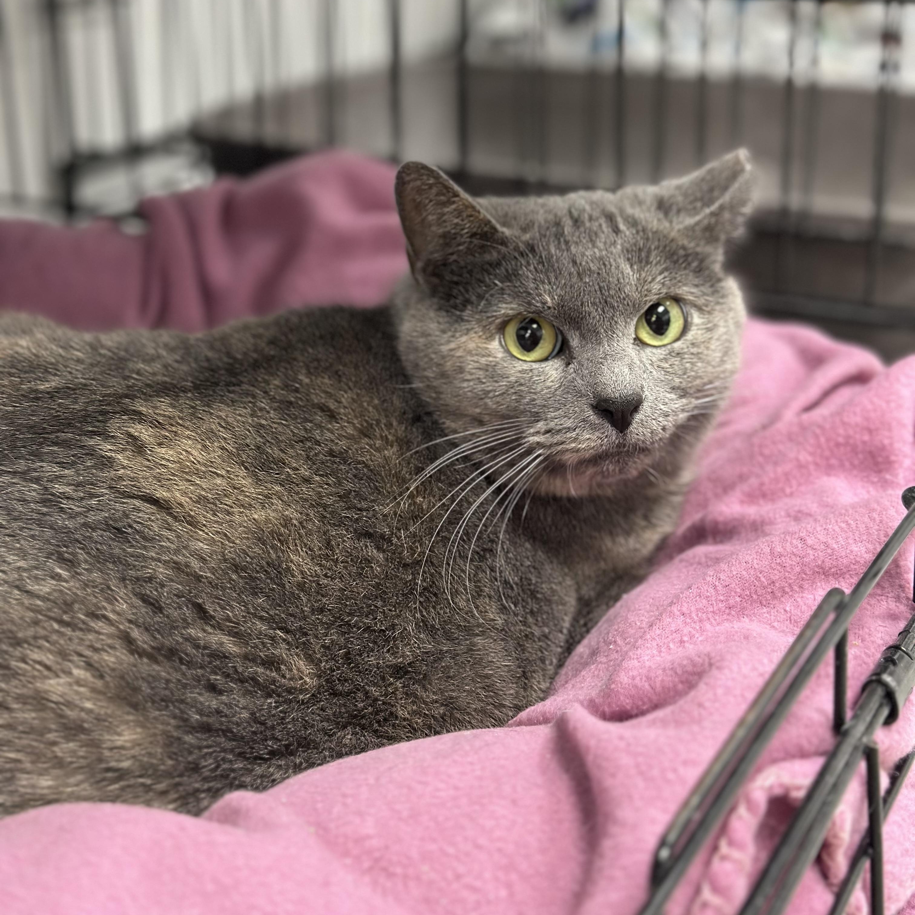 Enlarge Misty, a Adoptable Domestic Short Hair in Youngstown, OH image 1/1