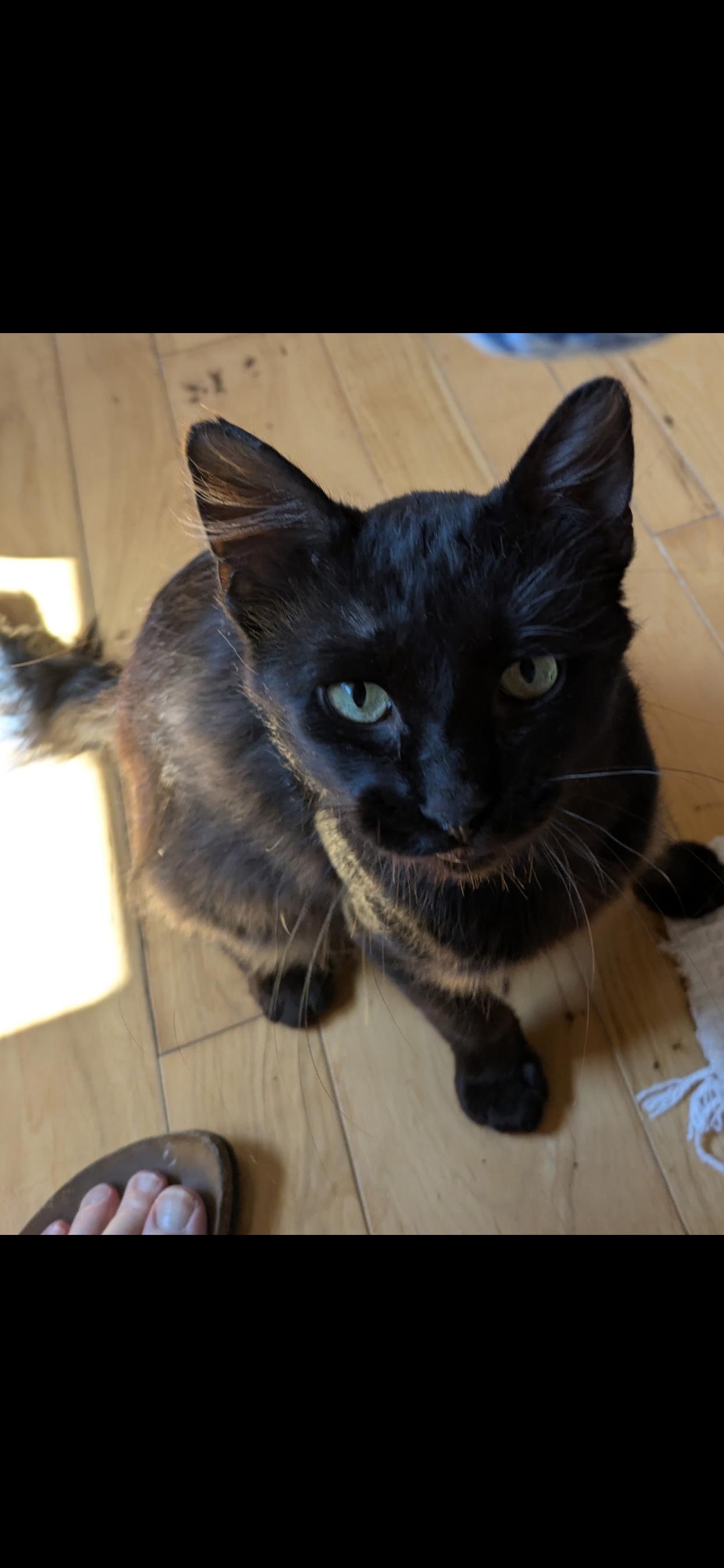 Licorice, an adopted Domestic Short Hair in Port Washington, WI image 2/2