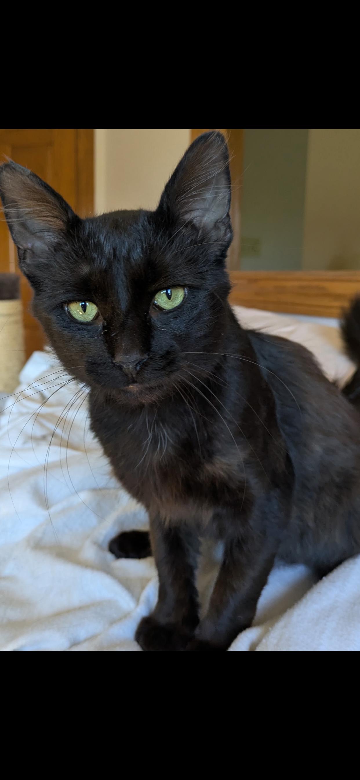 Licorice, adopted, Adult Male Domestic Short Hair.