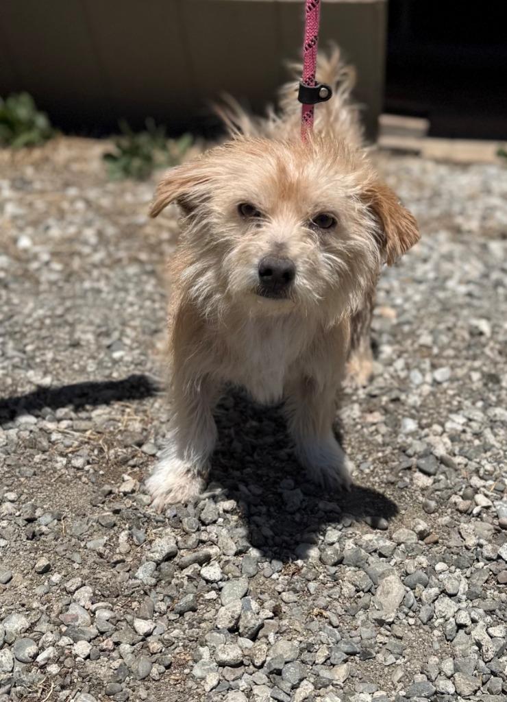 Lazlo, Adoptable, Adult Male Terrier & Mixed Breed.