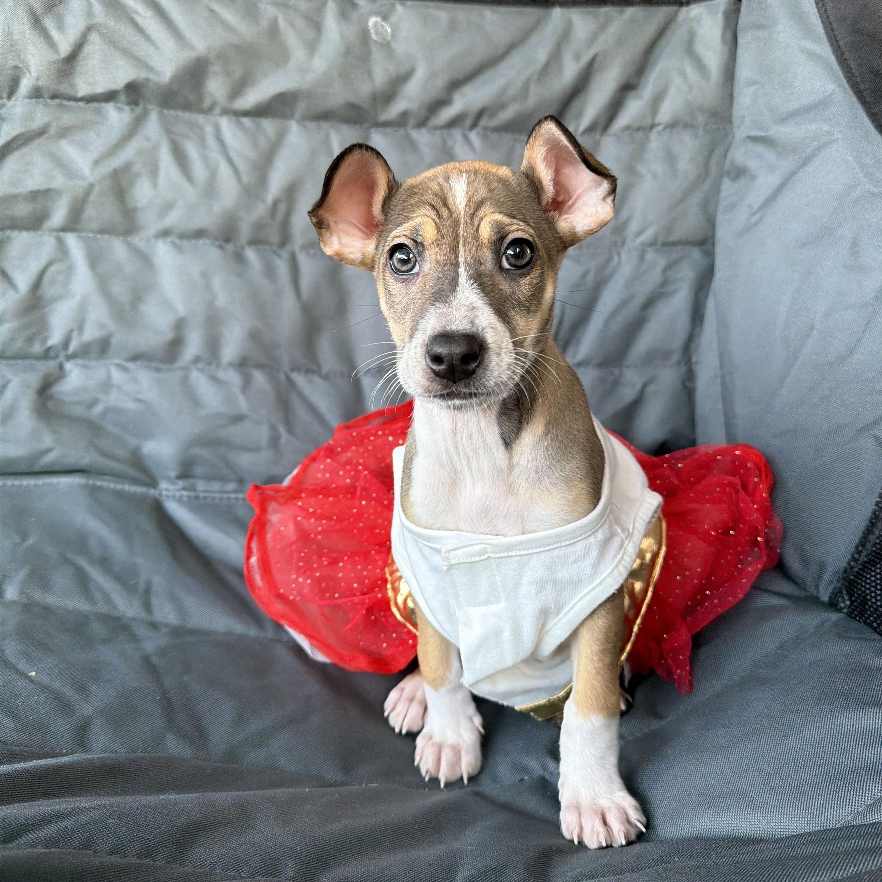 Nova, Adoptable, Puppy Female Labrador Retriever & Shepherd.