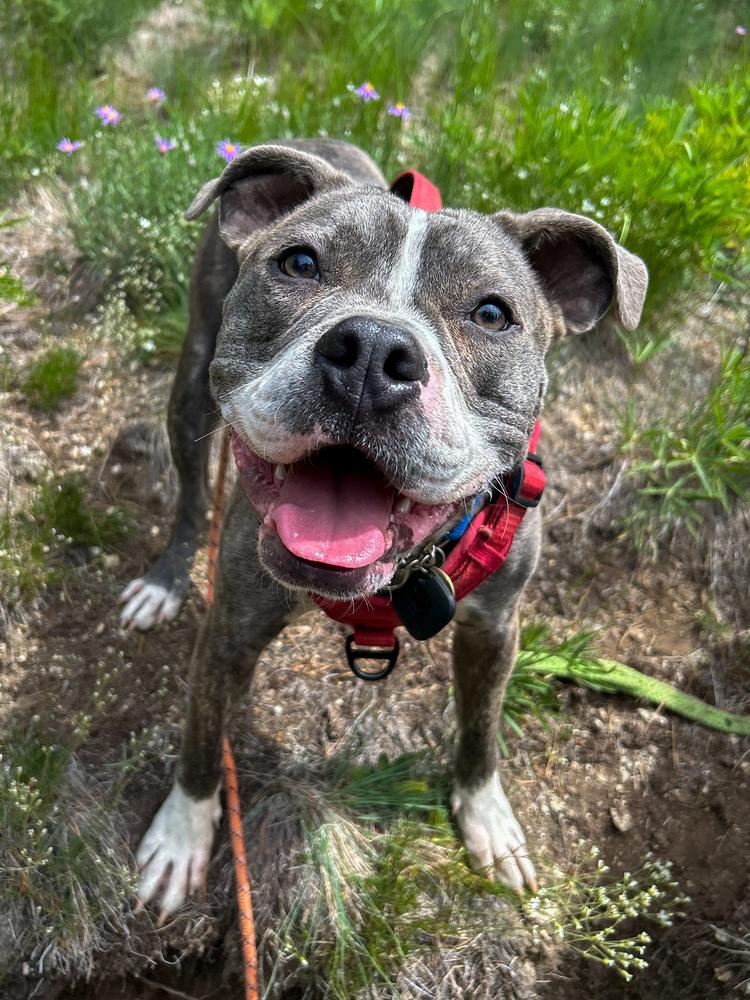 Crunchy Roll, a Adoptable mixed breed in Spokane , WA image 4/6