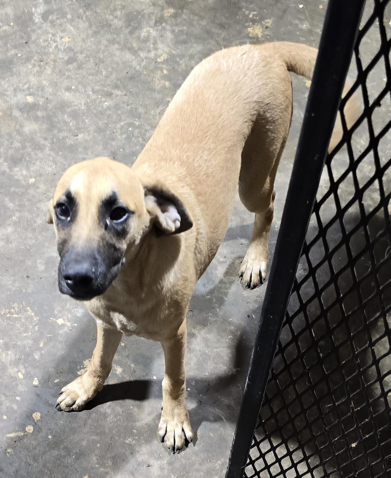 Enlarge River, a Adoptable Mixed Breed in McCrory, AR image 2/2