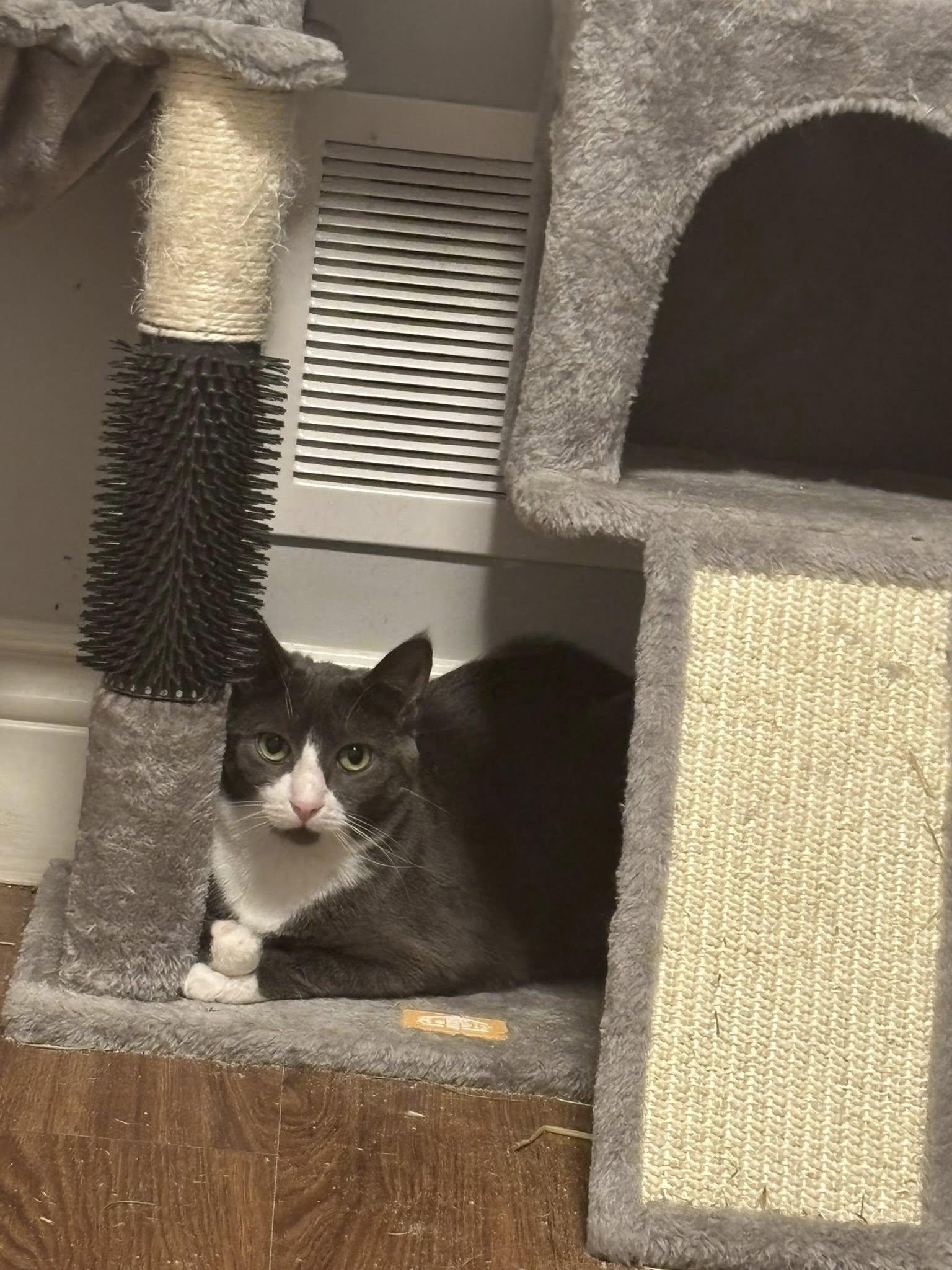 Enlarge Sunny, a ADOPTABLE Domestic Short Hair in Spencerville, ON image 1/6