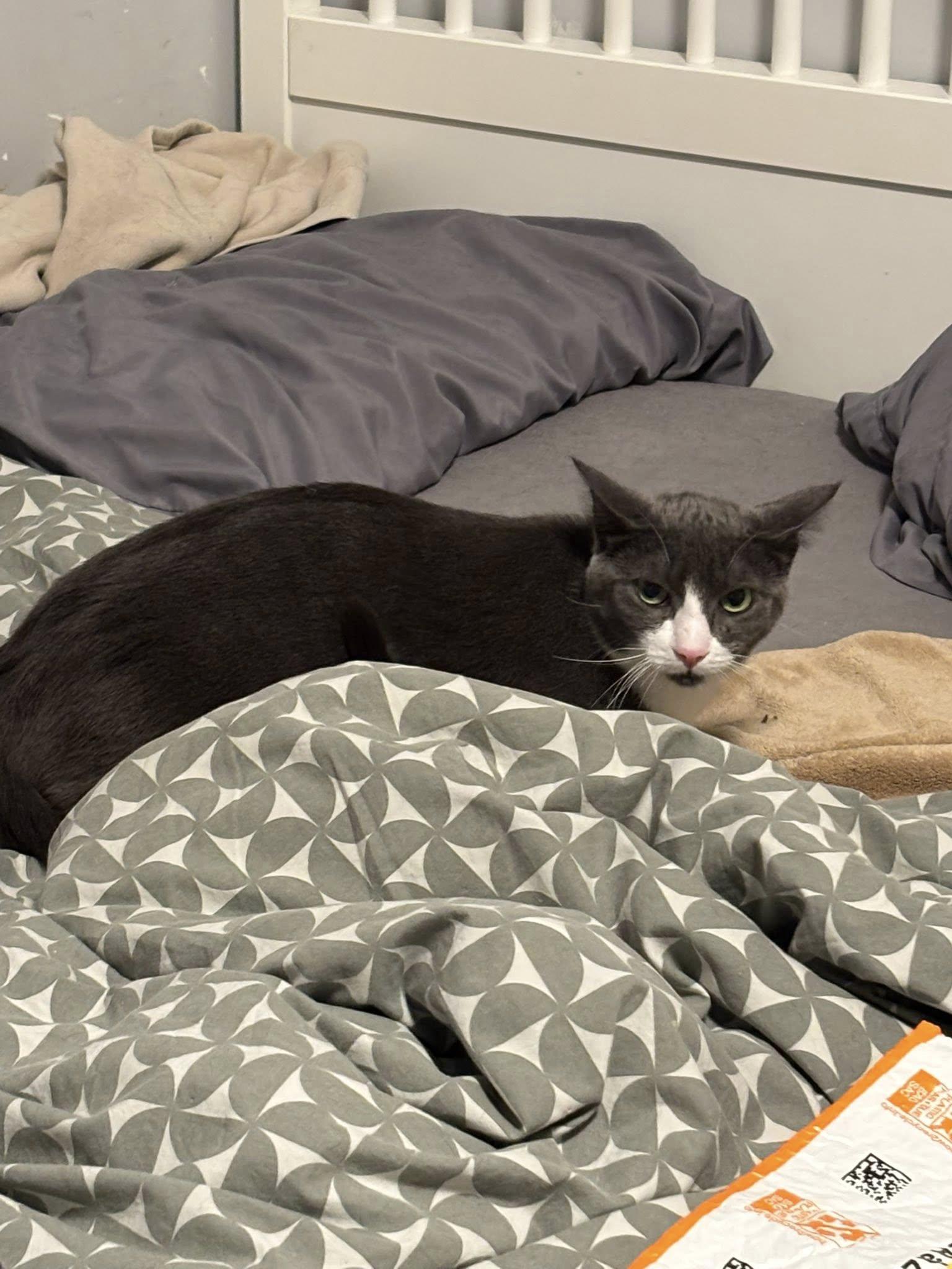 Enlarge Sunny, a ADOPTABLE Domestic Short Hair in Spencerville, ON image 5/6