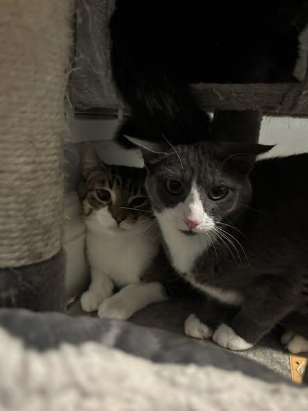 Enlarge Sunny, a ADOPTABLE Domestic Short Hair in Spencerville, ON image 3/6