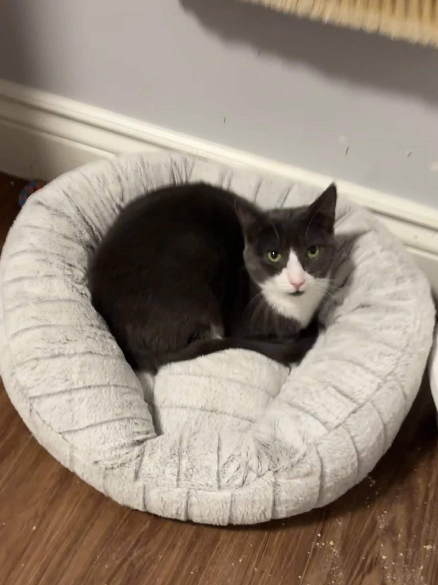 Enlarge Sunny, a ADOPTABLE Domestic Short Hair in Spencerville, ON image 4/6