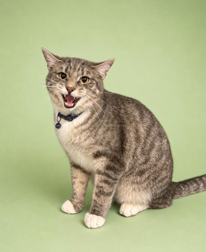 Enlarge Peter, a Adoptable mixed breed in Rock Springs, WY image 1/3