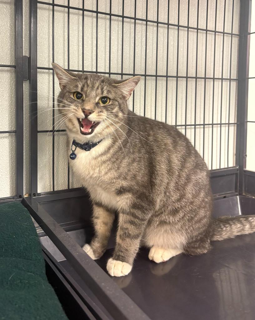 Enlarge Peter, a Adoptable mixed breed in Rock Springs, WY image 2/3